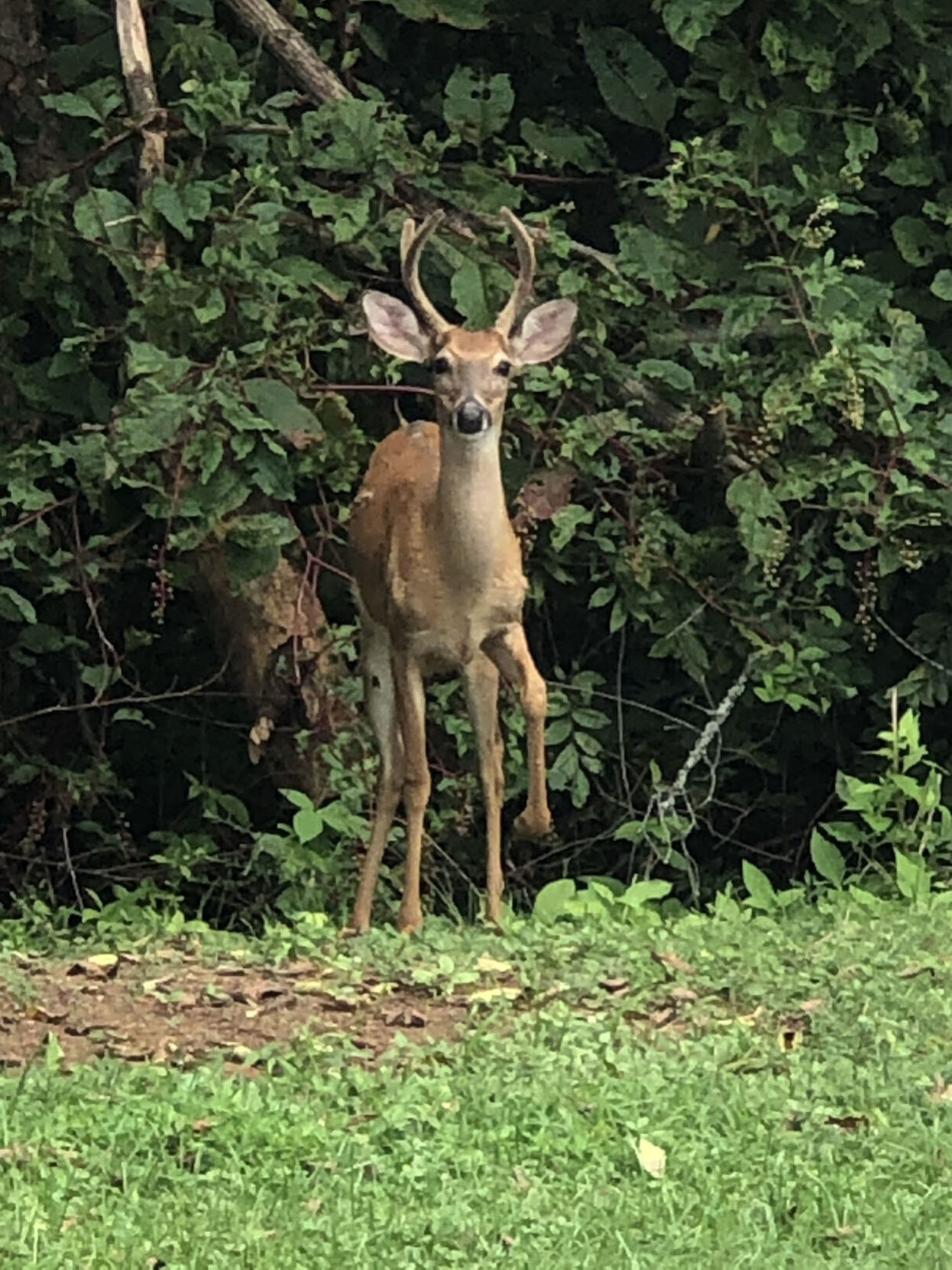 Little buddy
